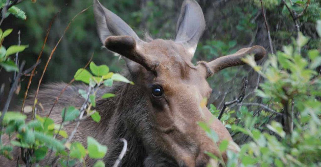 young bull moose seen on a family vacation to alaska