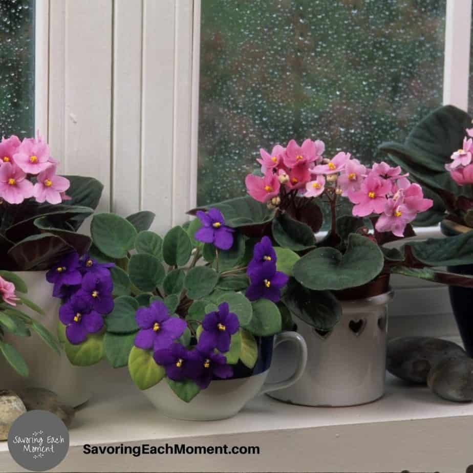 potted violets on a windowsill like the ones in the stories of giving your worries to God